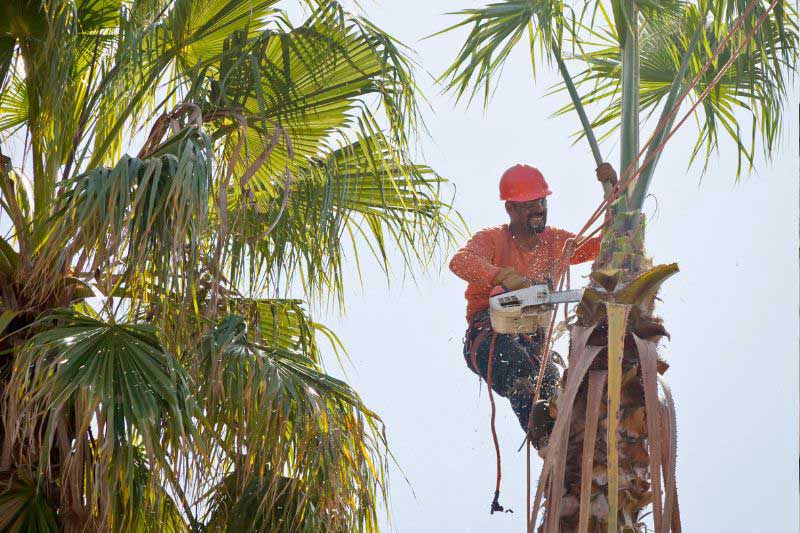 cutting down a palm tree in Airlie Beach